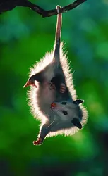 Opossum - crédits : © Steve Maslowski/Photo Researchers, Inc.