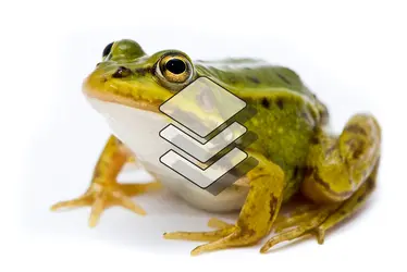 grenouille - crédits : © Hintau Aliaksei/ Shutterstock