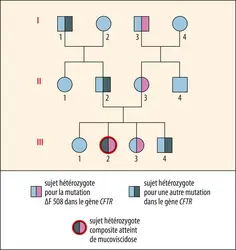 Génétique de la mucoviscidose - crédits : Encyclopædia Universalis France