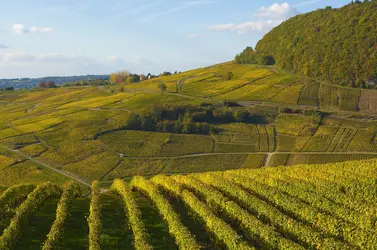 Vignoble dans le Jura - crédits : © Jean-Pierre Pieuchot/ Stockbyte/ Getty Images