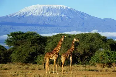 Kilimandjaro - crédits : Daryl Balfour/ The Image Bank/ Getty Images