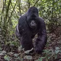 Gorille - crédits : © Thierry Falise/ LightRocket/ Getty Images