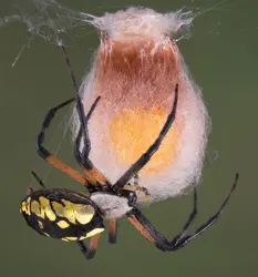 Araignée - crédits : © C. Keifer/ Shutterstock