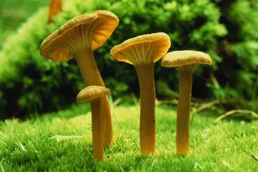 Chanterelles - crédits : Steven Taylor/ The Image Bank/ Getty Images