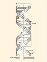 Schéma de la structure de la double hélice d'ADN - crédits : Encyclopædia Universalis France