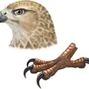 Rapace - crédits : © Encyclopædia Britannica, Inc.