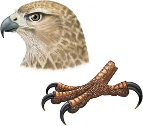 Rapace - crédits : © Encyclopædia Britannica, Inc.