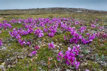 Province du Nunavut, Canada - crédits : © Paul Souders/ Stone/ Getty Images