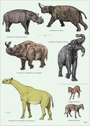 Mammifères fossiles du Cénozoïque - crédits : Encyclopædia Universalis France