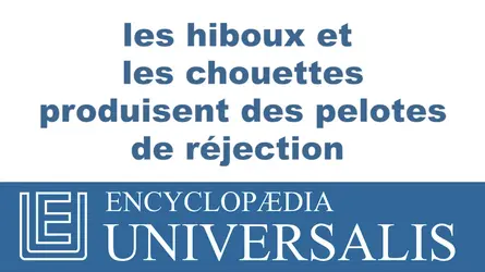 Hiboux et chouettes - crédits : © 2013 Encyclopædia Universalis