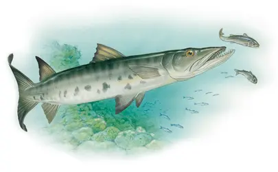 Barracuda. - crédits : © Encyclopædia Britannica, Inc.