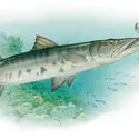 Barracuda. - crédits : © Encyclopædia Britannica, Inc.