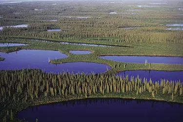 Taïga - crédits : © Staffan Widstrand/Nature Picture Library