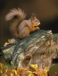 Écureuil - crédits : © Pete Cairns/Nature Picture Library