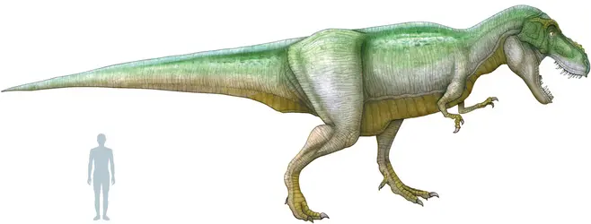 Tyrannosaure - crédits : © Encyclopædia Universalis France