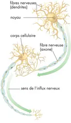 Influx nerveux - crédits : © Encyclopædia Britannica, Inc.