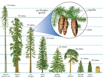 Conifères - crédits : © Encyclopædia Britannica, Inc.