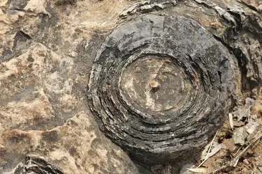 Structure d'un stromatolite - crédits : © Dr A. Kumar Singh/ Shutterstock