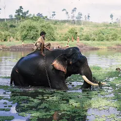 Éléphants - crédits : © Gerald Cubitt