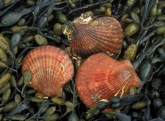 Bivalves - crédits : © Niall Benvie/Nature Picture Library