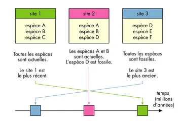 Âge d'un gisement fossilifère - crédits : © Encyclopædia Universalis France