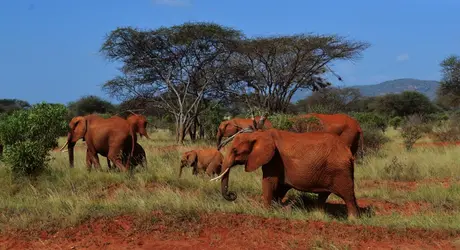 Éléphants du Congo - crédits : © Monika Baltrunaite / EyeEm/ Getty Images