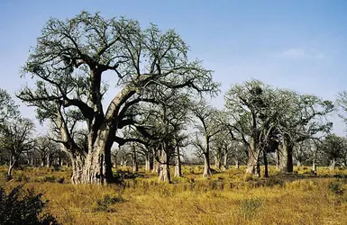 Baobabs, Sénégal - crédits : © K. Scholz/Shostal Associates