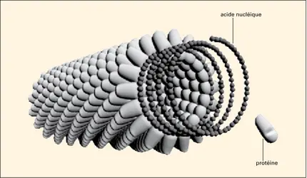 Virus de la mosaïque du tabac - crédits : Encyclopædia Universalis France