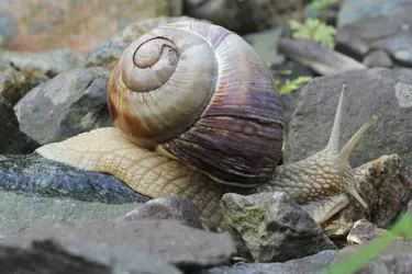 Escargot - crédits : © MarkMirror/ Shutterstock