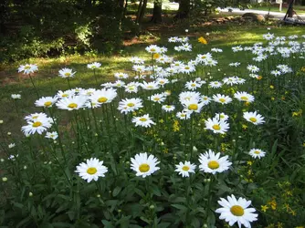 Marguerite - crédits : © Gary Lerude/ Flickr ; CC BY-ND 2.0