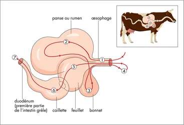 Estomac d'un ruminant - crédits : © Encyclopædia Universalis France