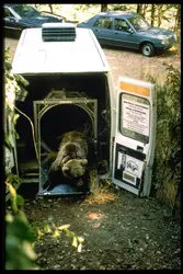 réintroduction de l'ours dans les Pyrénées centrales - crédits : © Bernard Bisson/ Sygma/ Getty Images