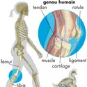 Articulation du genou - crédits : © Encyclopædia Britannica, Inc.