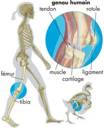 Articulation du genou - crédits : © Encyclopædia Britannica, Inc.