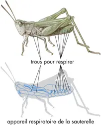 Appareil respiratoire de la sauterelle - crédits : © Encyclopædia Britannica, Inc.