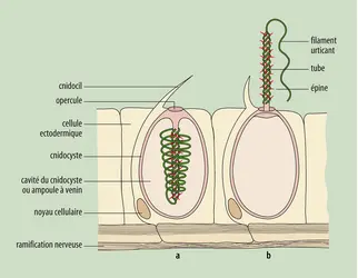 Cellule venimeuse des cnidaires - crédits : Encyclopædia Universalis France