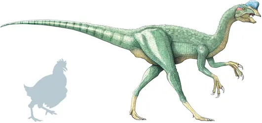 Oviraptor - crédits : © Encyclopædia Universalis France