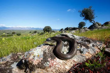 Couleuvre de Montpellier - crédits : © Óscar Díez Martínez/  Biosphoto