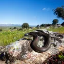 Couleuvre de Montpellier - crédits : © Óscar Díez Martínez/  Biosphoto