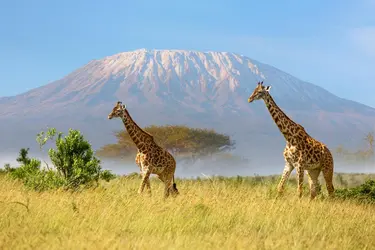 Girafes en Tanzanie - crédits : © Ayzenstayn/ Moment/ Getty Images