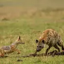 Chacal à chabraque et hyène tachetée - crédits : Auscape/ Universal Images Group/ Getty Images