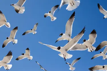 Mouettes - crédits : © Owaki/ Kulla/ The Image Bank/ Getty Images