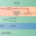 Méthodes de contraception - crédits : Encyclopædia Universalis France