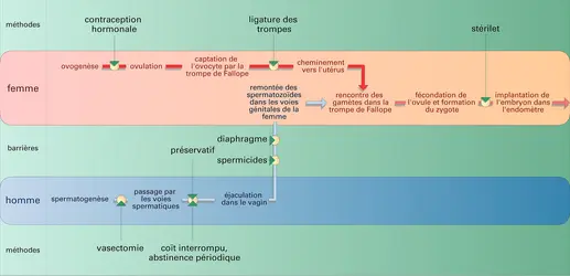 Méthodes de contraception - crédits : Encyclopædia Universalis France