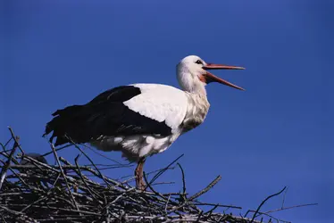 Cigogne - crédits : © Bernard Castelein/Nature Picture Library