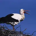 Cigogne - crédits : © Bernard Castelein/Nature Picture Library