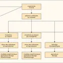 Sélection naturelle et sélection artificielle - crédits : © 2008 Encyclopædia Universalis France S.A.