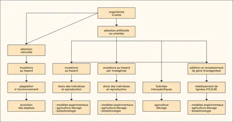 Sélection naturelle et sélection artificielle - crédits : © 2008 Encyclopædia Universalis France S.A.
