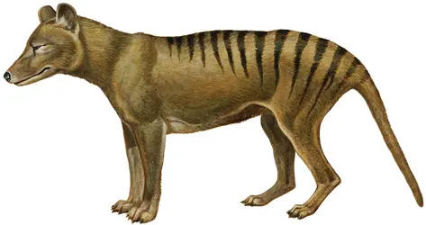 Thylacine - crédits : © Encyclopædia Britannica, Inc.