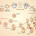 Développement de l'embryon - crédits : Encyclopædia Universalis France